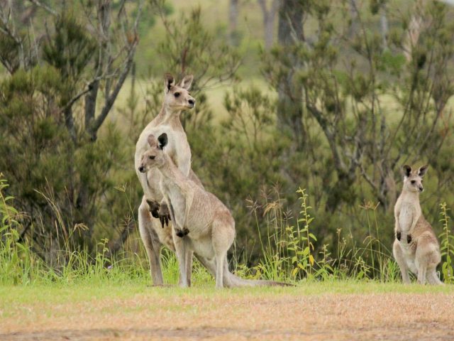 GoomeriCaravanandBushCamp8_edited