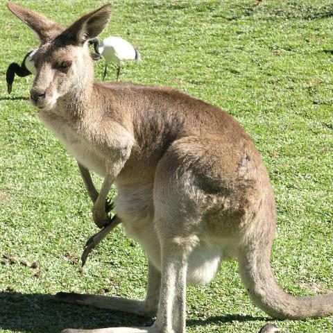 kangaroo-580343_1920