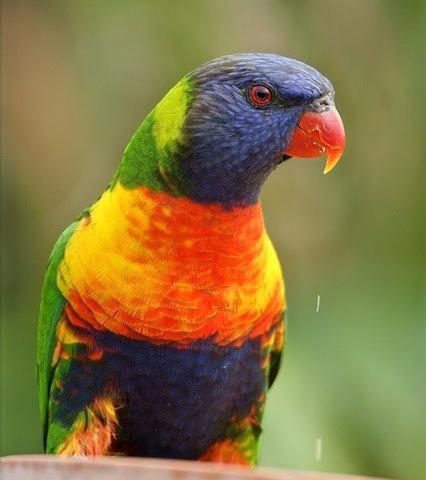 lorikeet-583924_edited